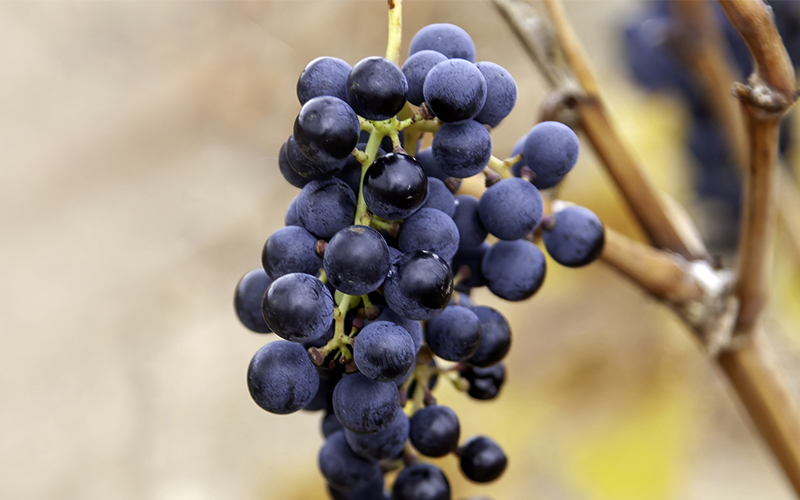 Liquor expert: tempranillo - the other autumn red 2 Tempranillo grapes